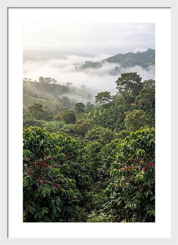 Farm Fresh Coffee Landscape