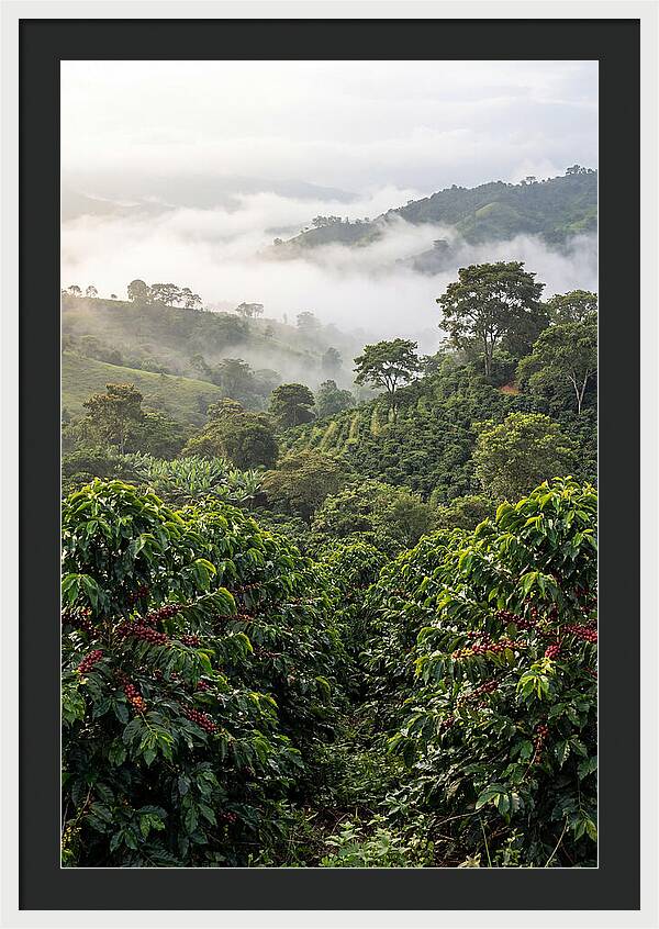 Farm Fresh Coffee Landscape
