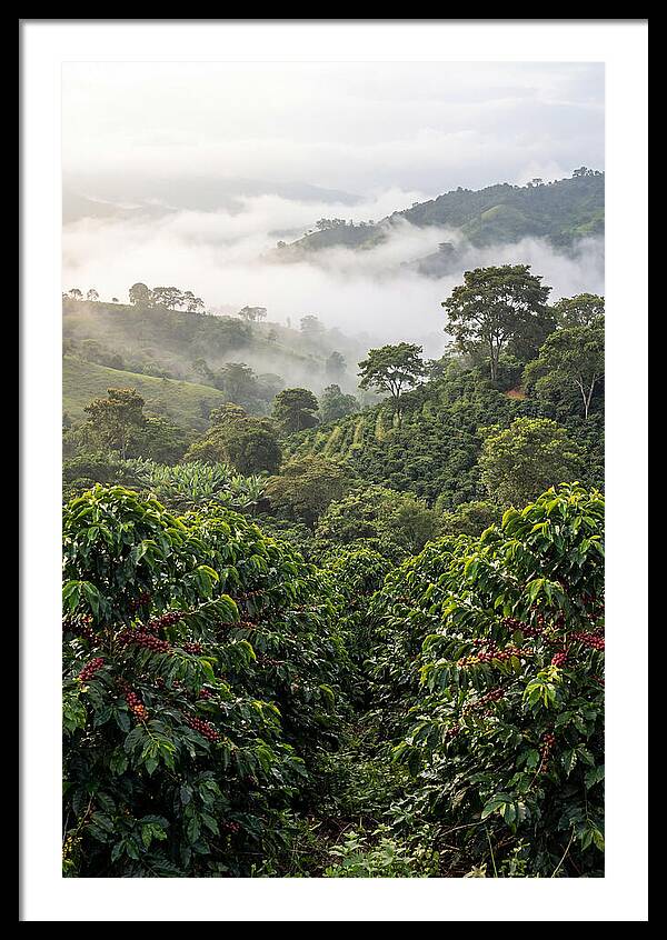 Farm Fresh Coffee Landscape