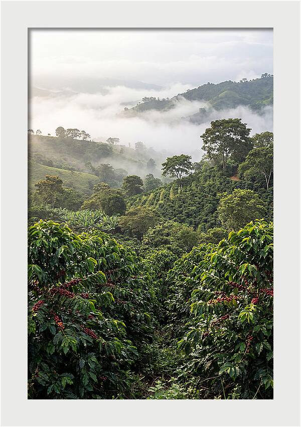 Farm Fresh Coffee Landscape