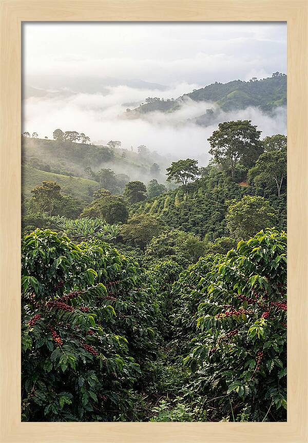 Farm Fresh Coffee Landscape
