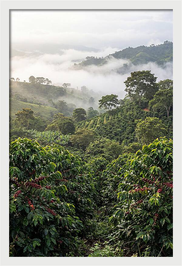 Farm Fresh Coffee Landscape