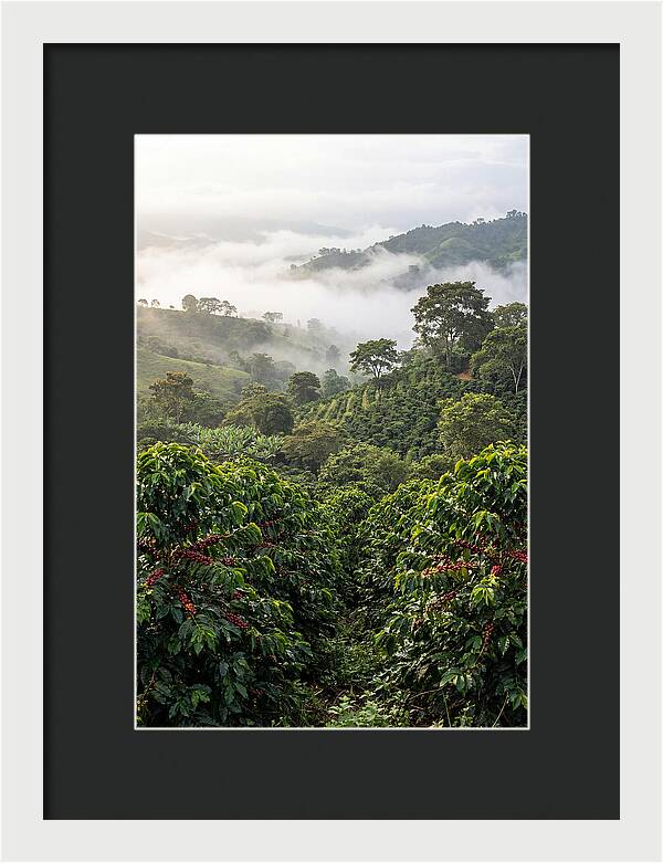 Farm Fresh Coffee Landscape