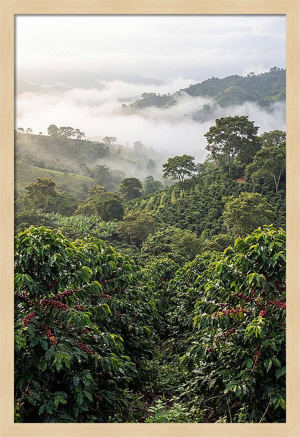 Farm Fresh Coffee Landscape