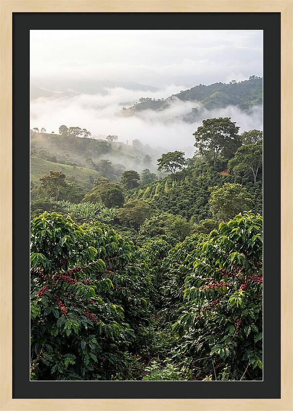 Farm Fresh Coffee Landscape