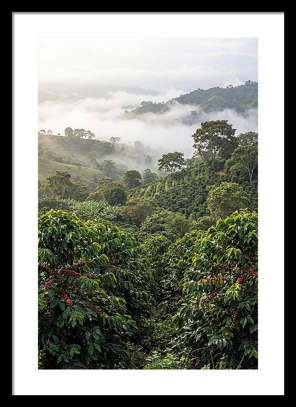 Farm Fresh Coffee Landscape