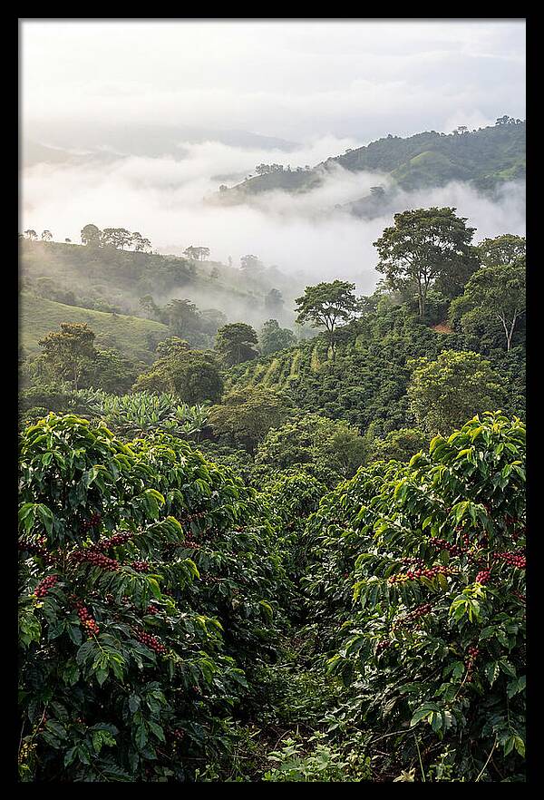 Farm Fresh Coffee Landscape