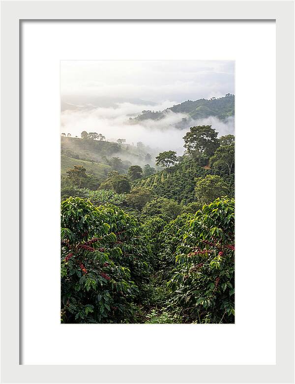 Farm Fresh Coffee Landscape