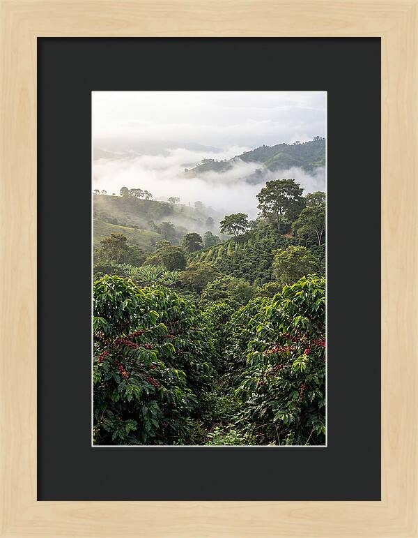 Farm Fresh Coffee Landscape