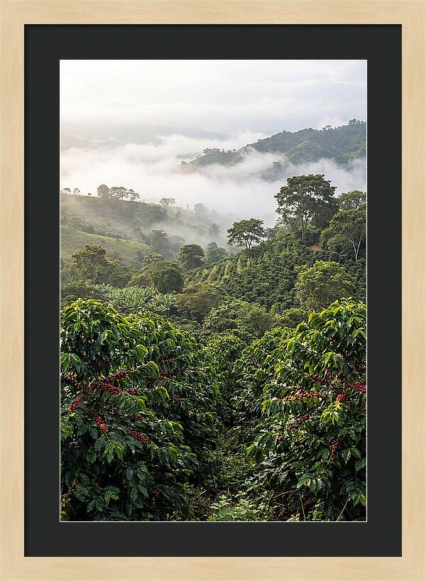 Farm Fresh Coffee Landscape