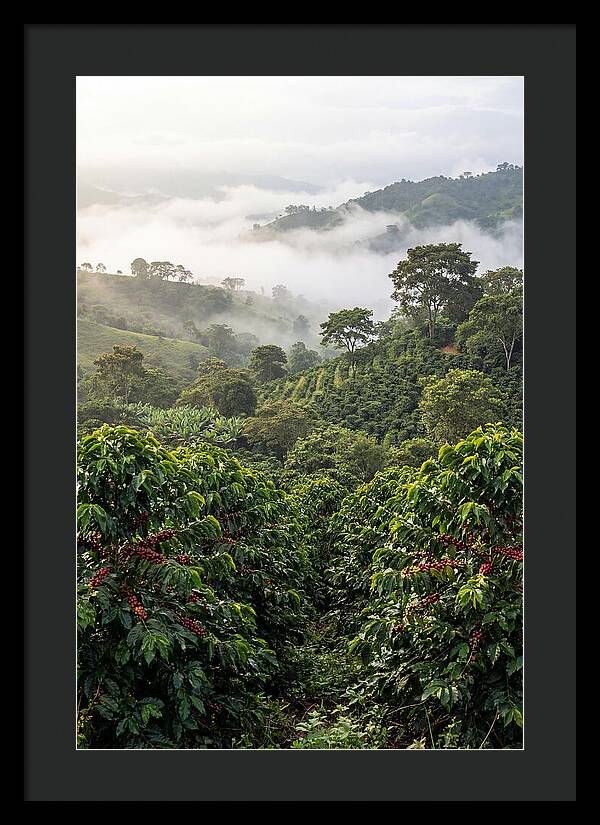 Farm Fresh Coffee Landscape