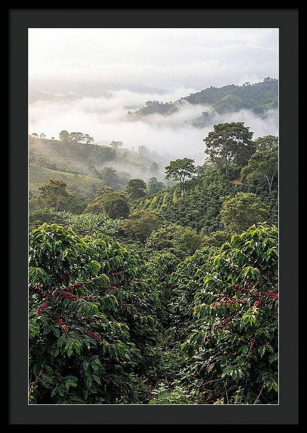 Farm Fresh Coffee Landscape