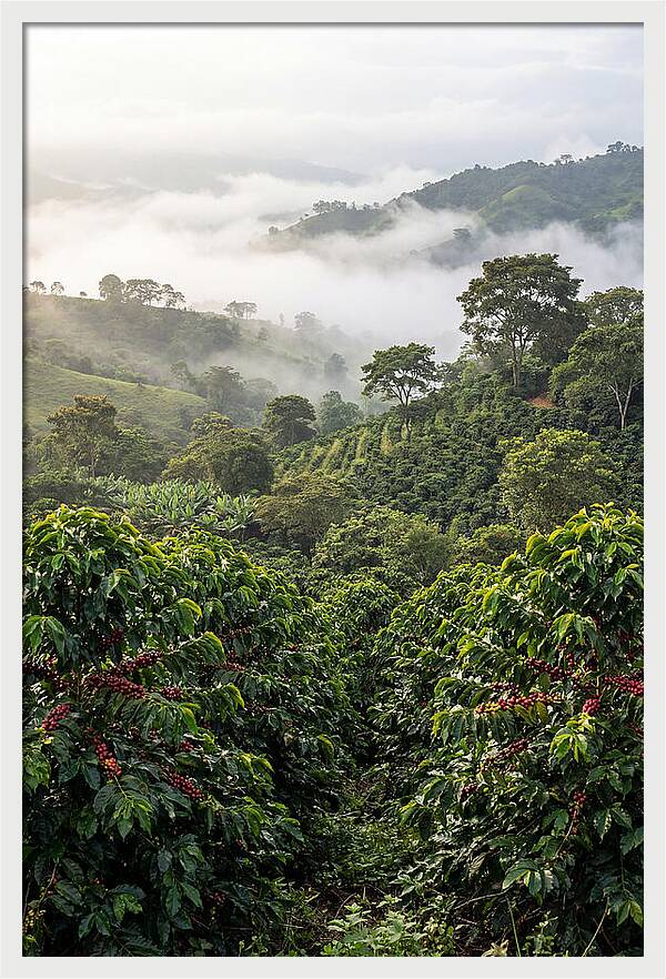 Farm Fresh Coffee Landscape