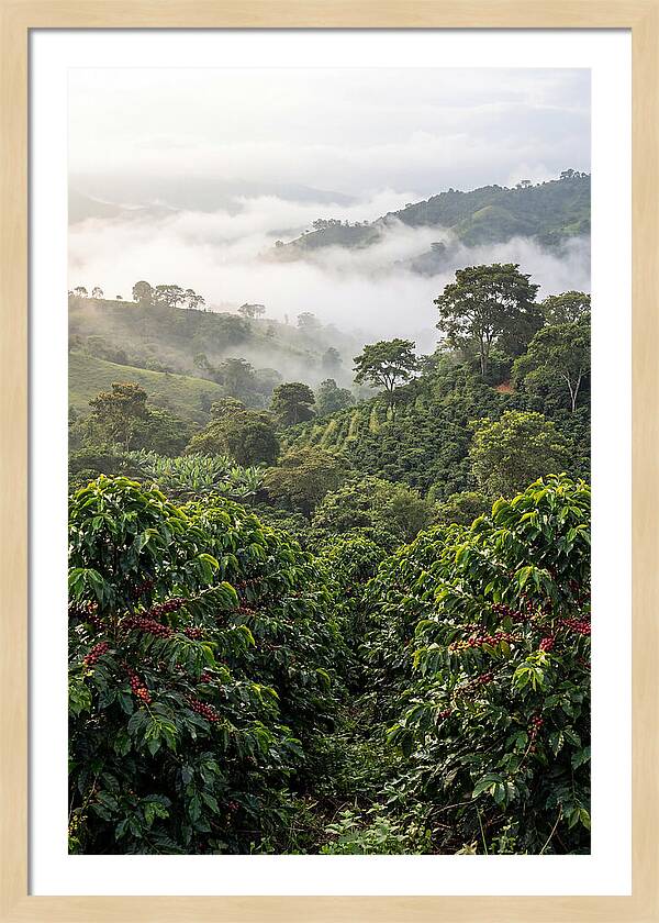 Farm Fresh Coffee Landscape