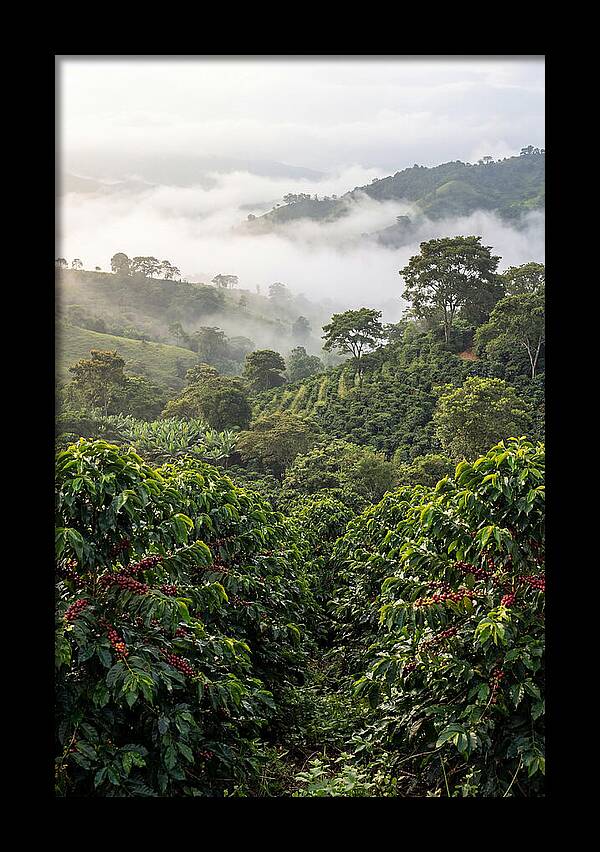 Farm Fresh Coffee Landscape