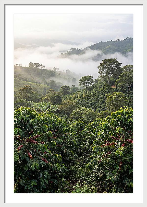 Farm Fresh Coffee Landscape