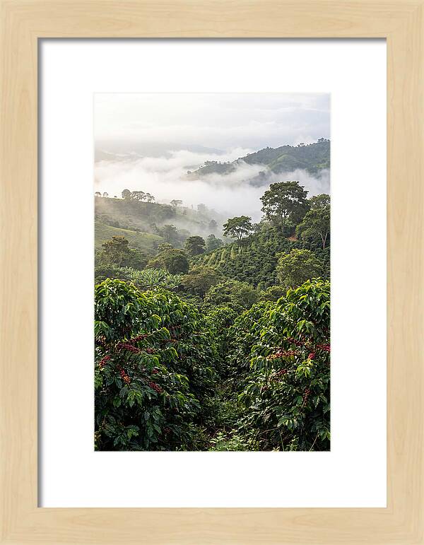 Farm Fresh Coffee Landscape