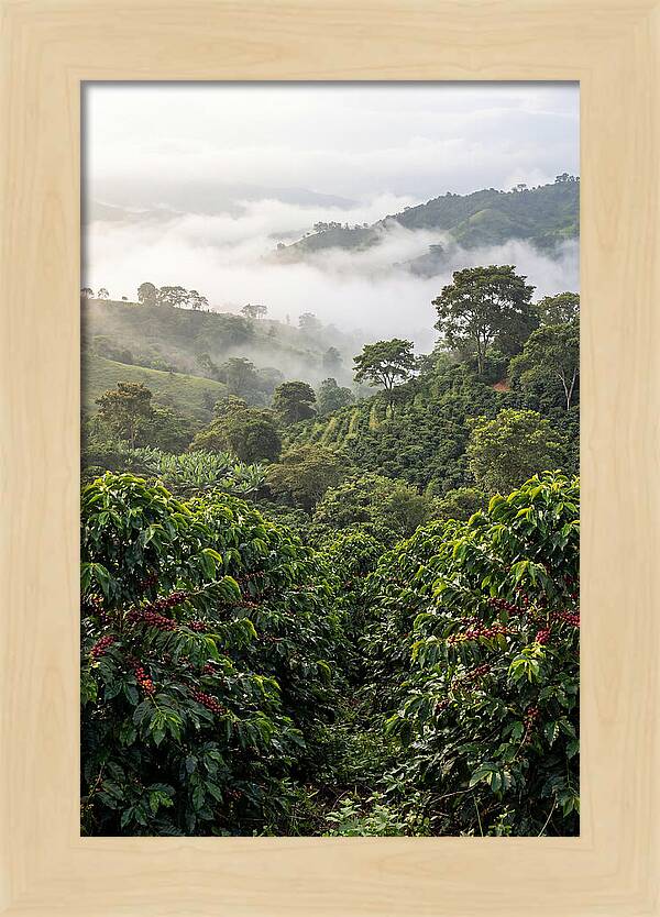 Farm Fresh Coffee Landscape