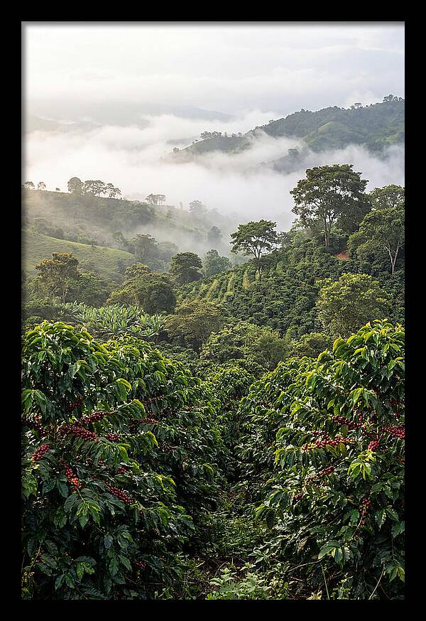 Farm Fresh Coffee Landscape