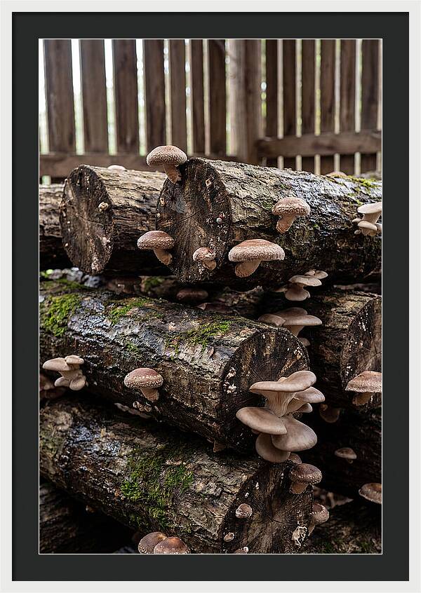 Farm Fresh Mushroom Harvest