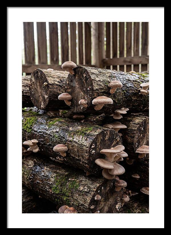 Farm Fresh Mushroom Harvest