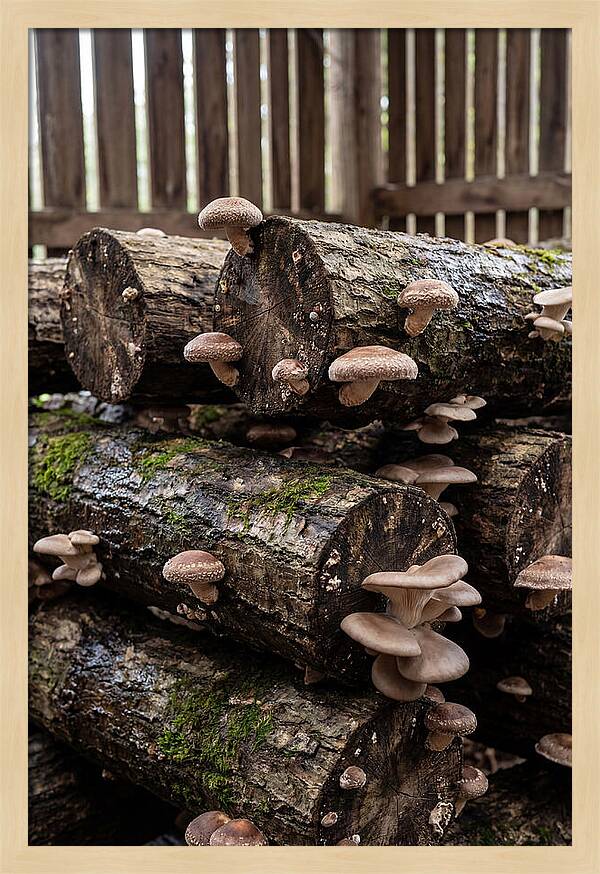 Farm Fresh Mushroom Harvest