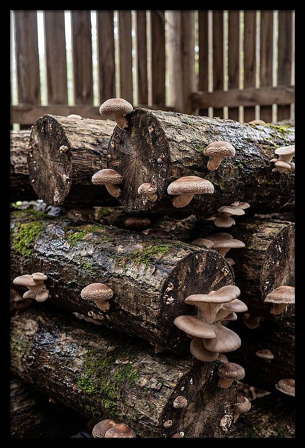 Farm Fresh Mushroom Harvest
