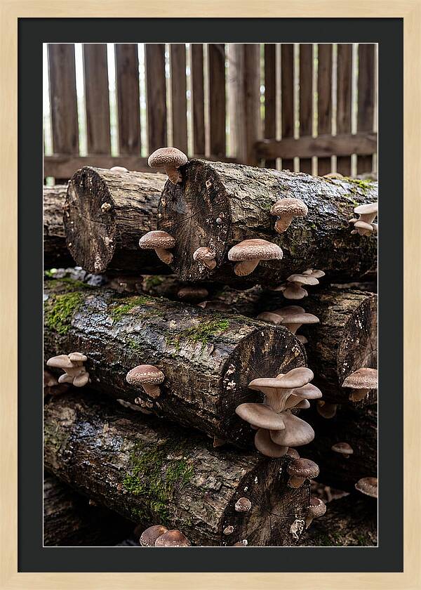 Farm Fresh Mushroom Harvest