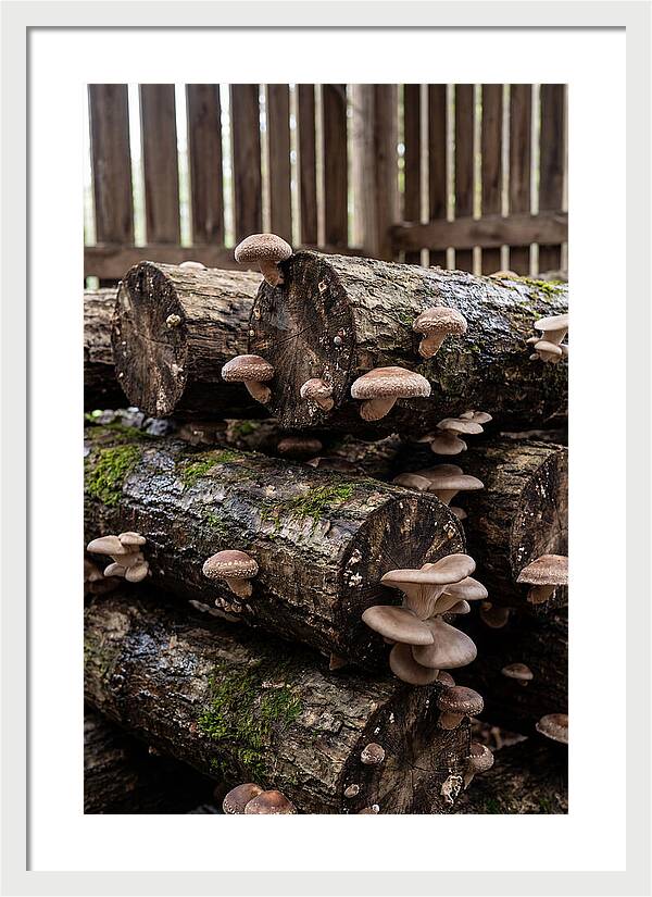 Farm Fresh Mushroom Harvest