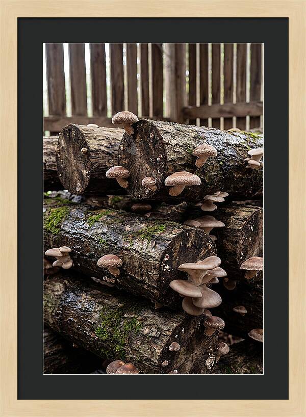 Farm Fresh Mushroom Harvest
