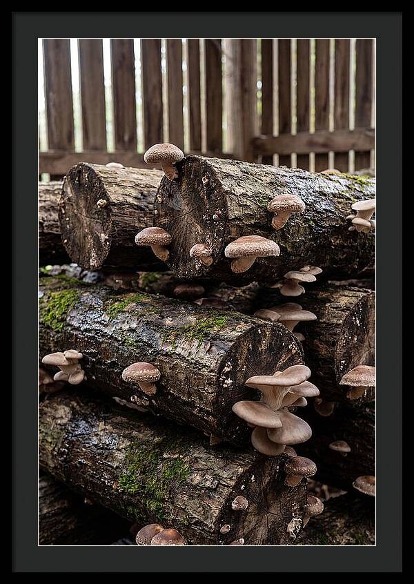Farm Fresh Mushroom Harvest