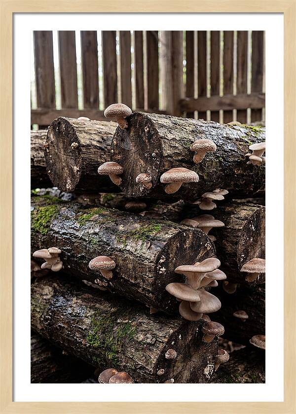 Farm Fresh Mushroom Harvest