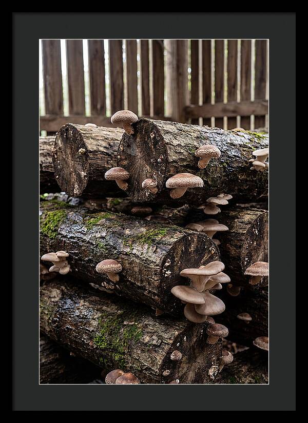 Farm Fresh Mushroom Harvest