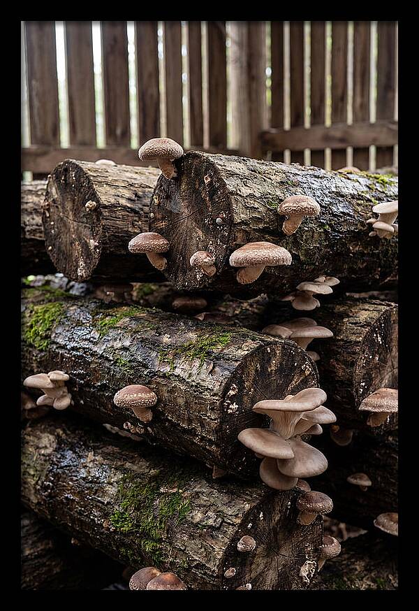 Farm Fresh Mushroom Harvest
