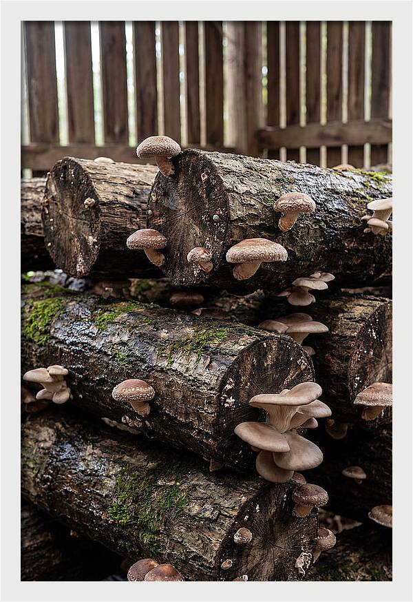 Farm Fresh Mushroom Harvest