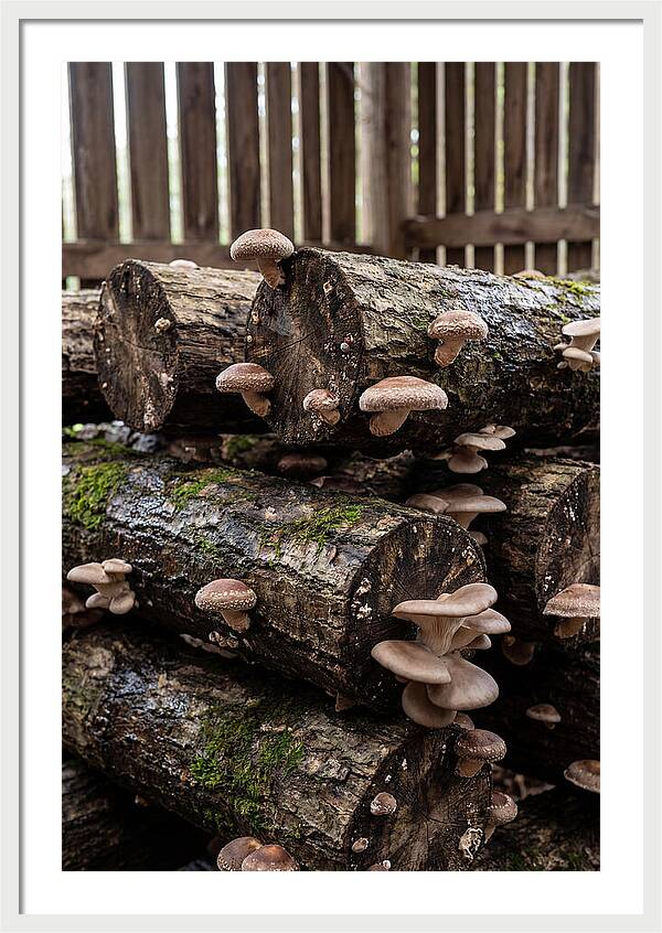 Farm Fresh Mushroom Harvest