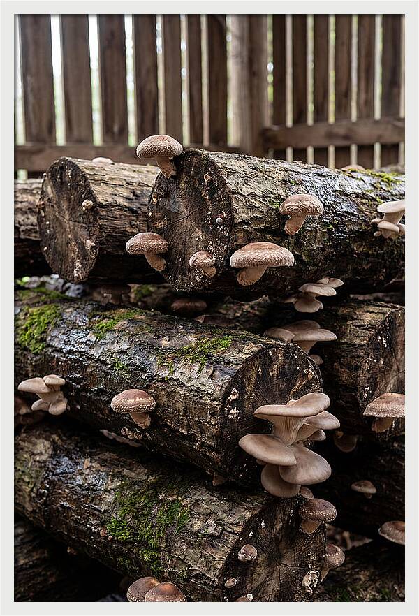 Farm Fresh Mushroom Harvest