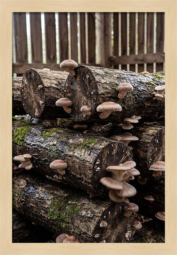 Farm Fresh Mushroom Harvest