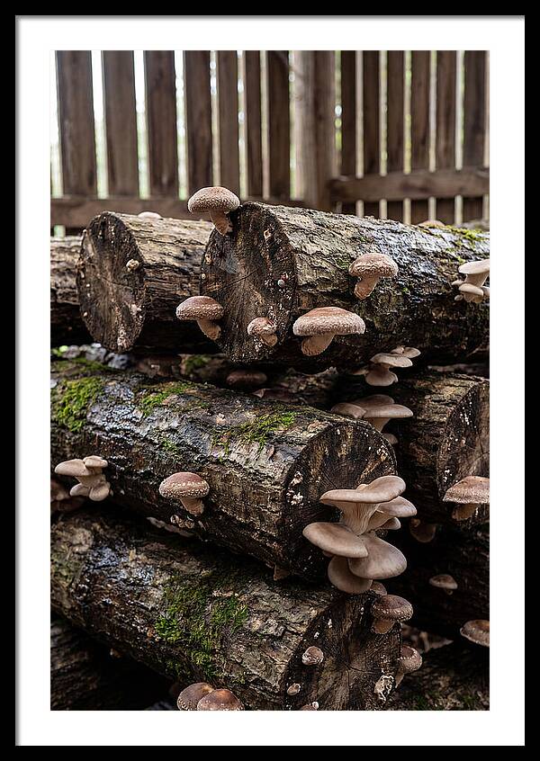 Farm Fresh Mushroom Harvest