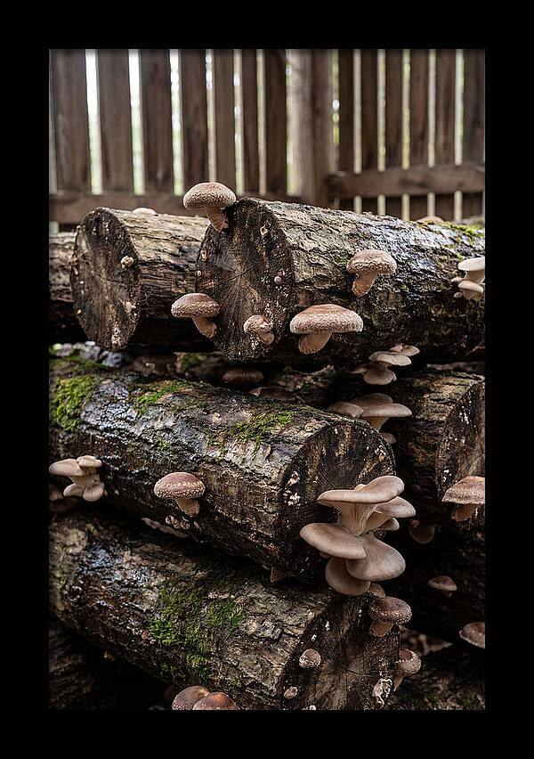 Farm Fresh Mushroom Harvest