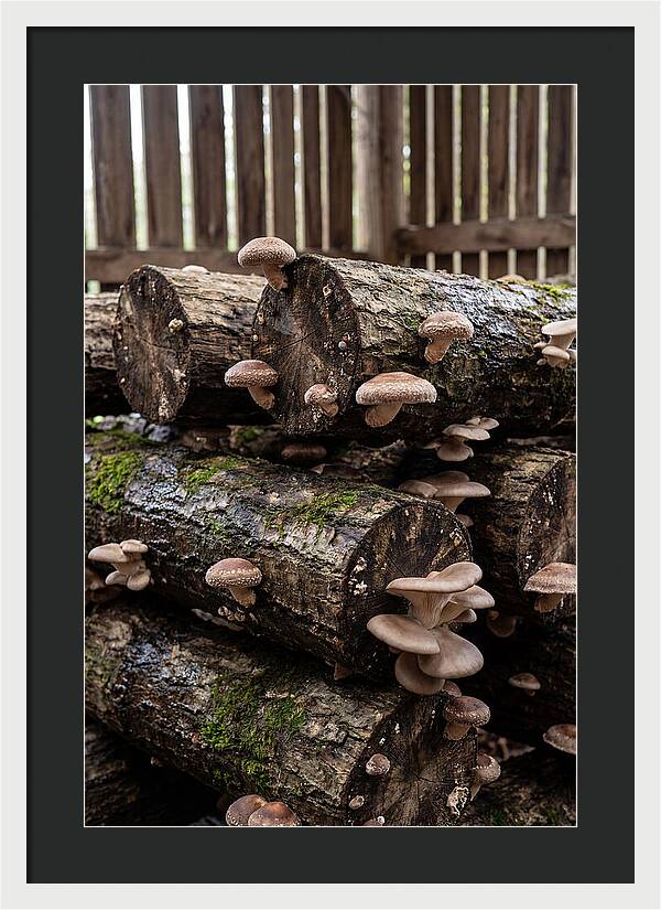 Farm Fresh Mushroom Harvest