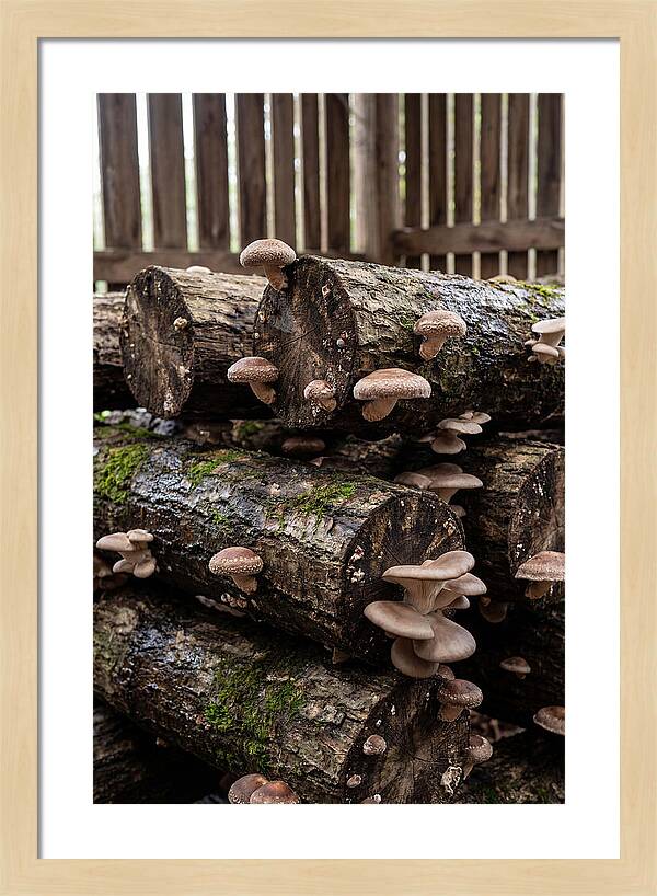 Farm Fresh Mushroom Harvest