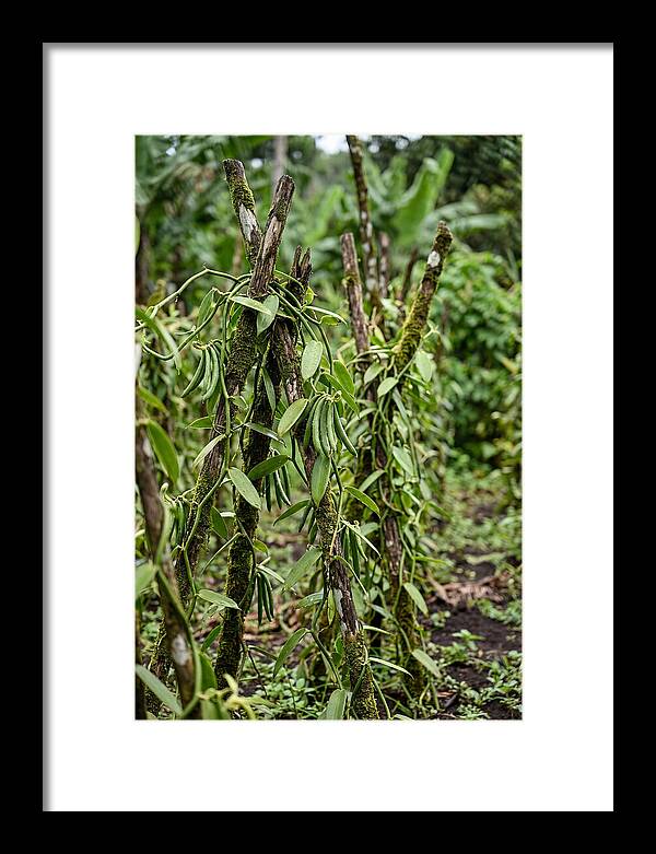 Farm Fresh Vanilla Harvest