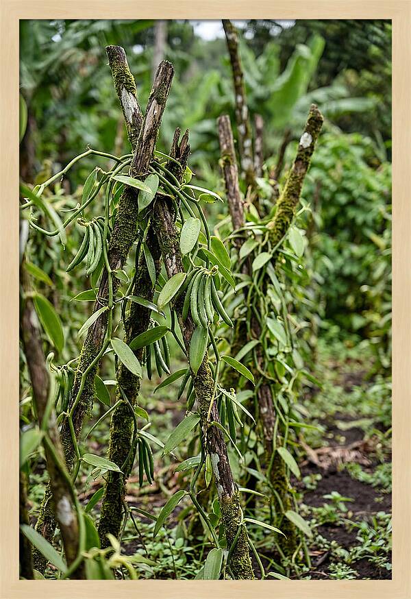 Farm Fresh Vanilla Harvest