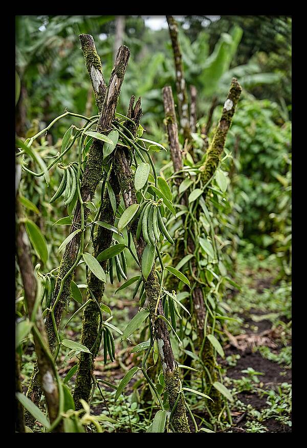 Farm Fresh Vanilla Harvest