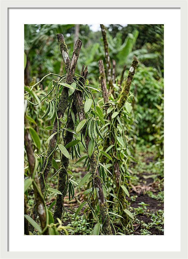 Farm Fresh Vanilla Harvest