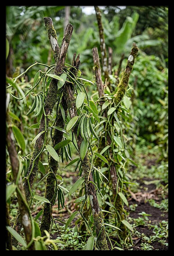 Farm Fresh Vanilla Harvest