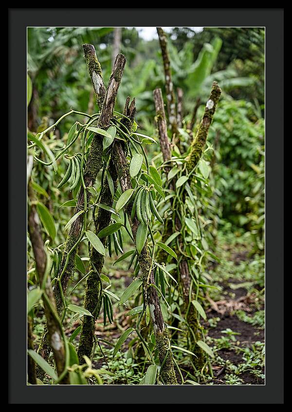 Farm Fresh Vanilla Harvest