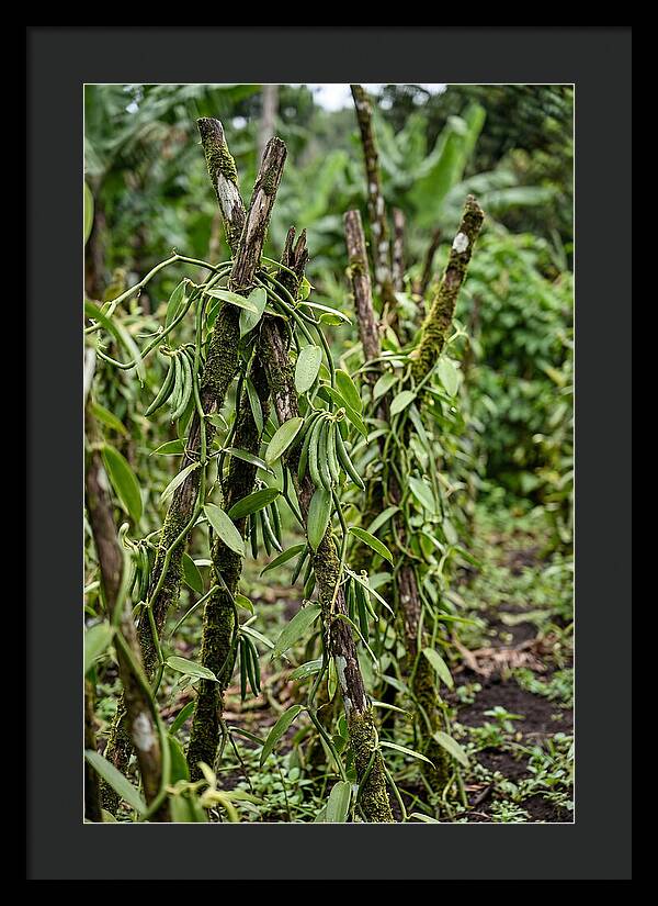 Farm Fresh Vanilla Harvest
