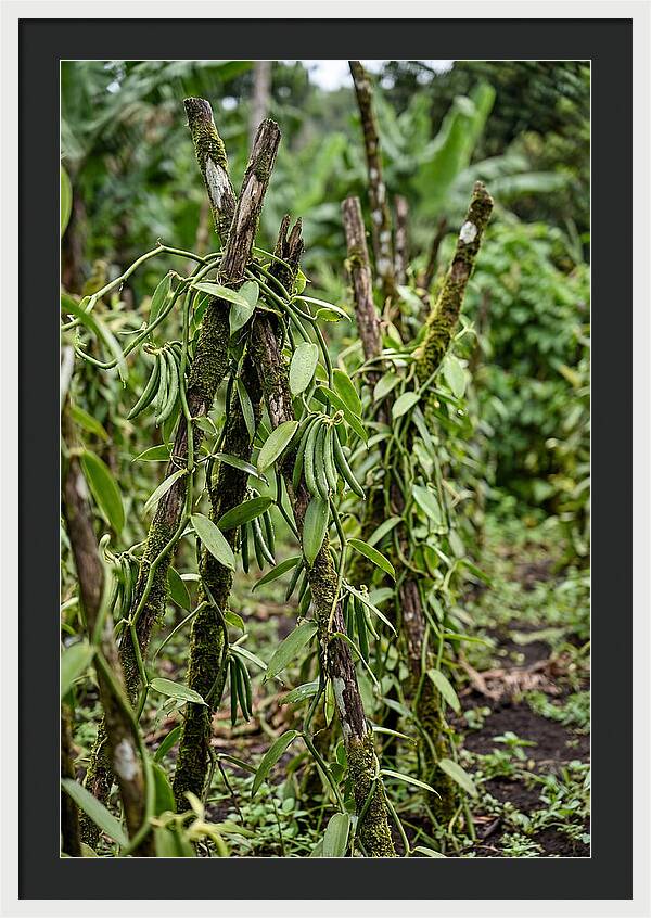Farm Fresh Vanilla Harvest